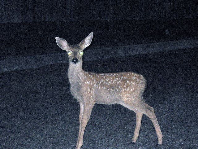 See in the dark like never before